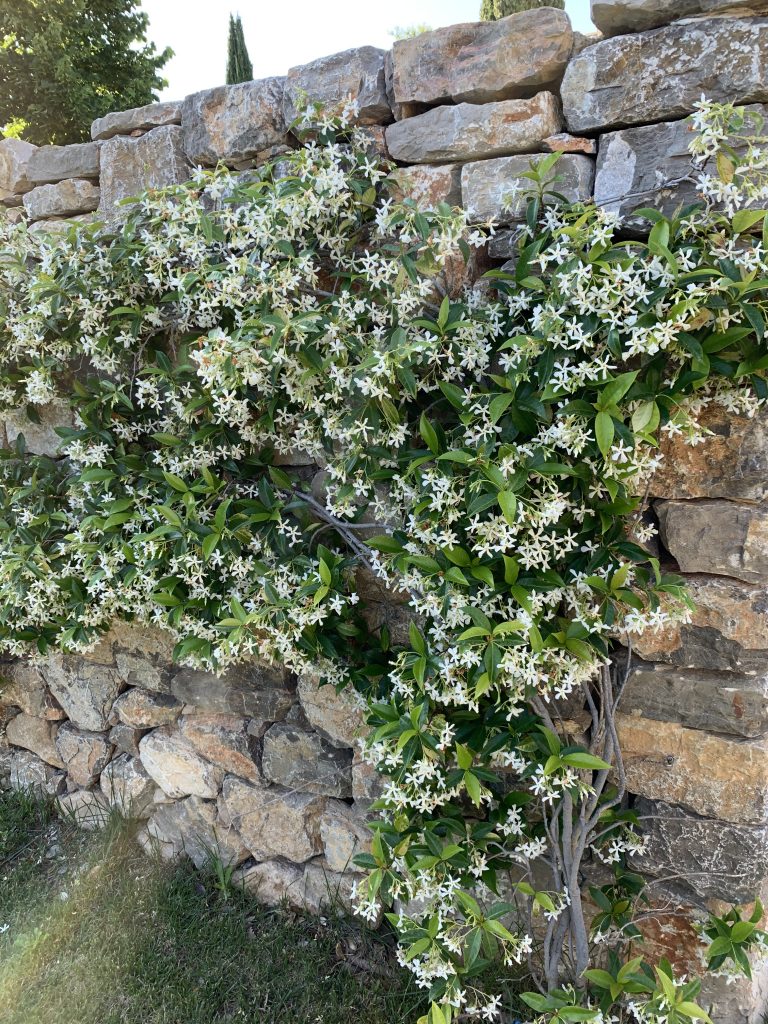 Fleur Murale, Jardin sur mesure Saint-Cannat